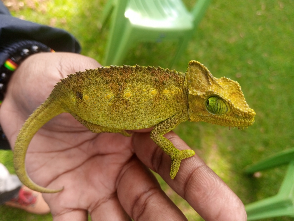 Helmeted Chameleon from KMTC, Nairobi, Kenya on April 8, 2024 at 04:06 ...