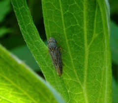 Graphocephala confluens