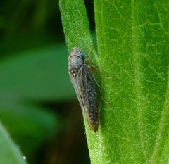Graphocephala confluens