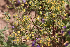 Amblyopappus pusillus