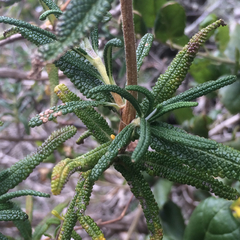 Salvia brandegeei