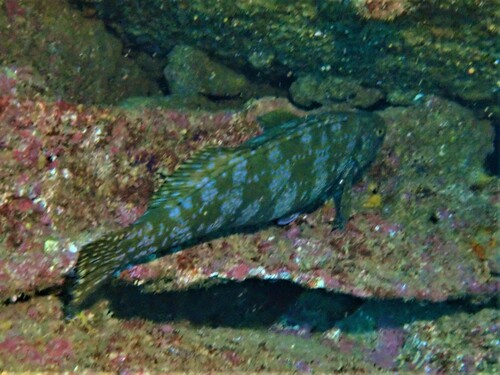 Western cockatoo morwong (Aplodactylus westralis) — Aplodactylidae — 5