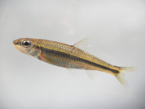Bigeye chub (Hybopsis amblops) — Cyprinidae — 5