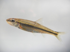 Bigeye Chub photo 2