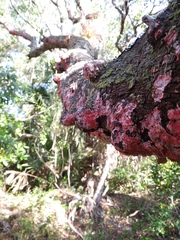 Herpothallon rubrocinctum