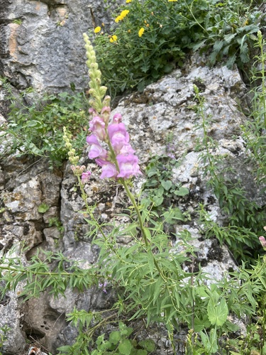 Antirrhinum australe