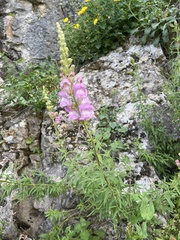 Antirrhinum australe