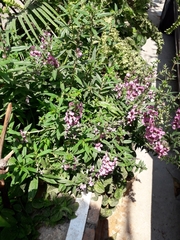 Angelonia angustifolia
