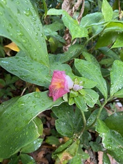Costus phyllocephalus, photograph (c) Linzy L., some rights reserved (CC BY-SA)
