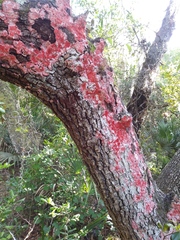 Herpothallon rubrocinctum