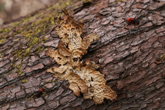 Lobaria anthraspis