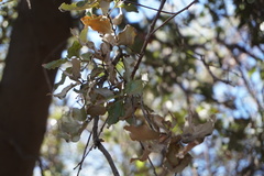 Cryptocarya alba