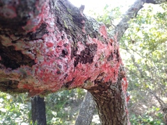 Herpothallon rubrocinctum