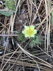 Potentilla subviscosa