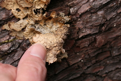 Lobaria anthraspis