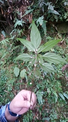 Lysimachia ardisioides