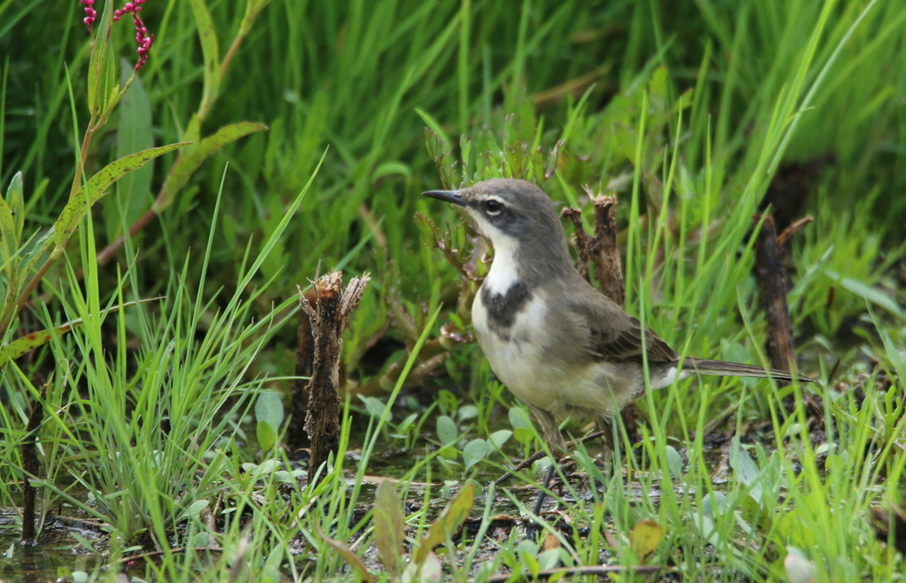 Cape Wagtail from Greater Nigel, Nigel, 1496, South Africa on April 4 ...