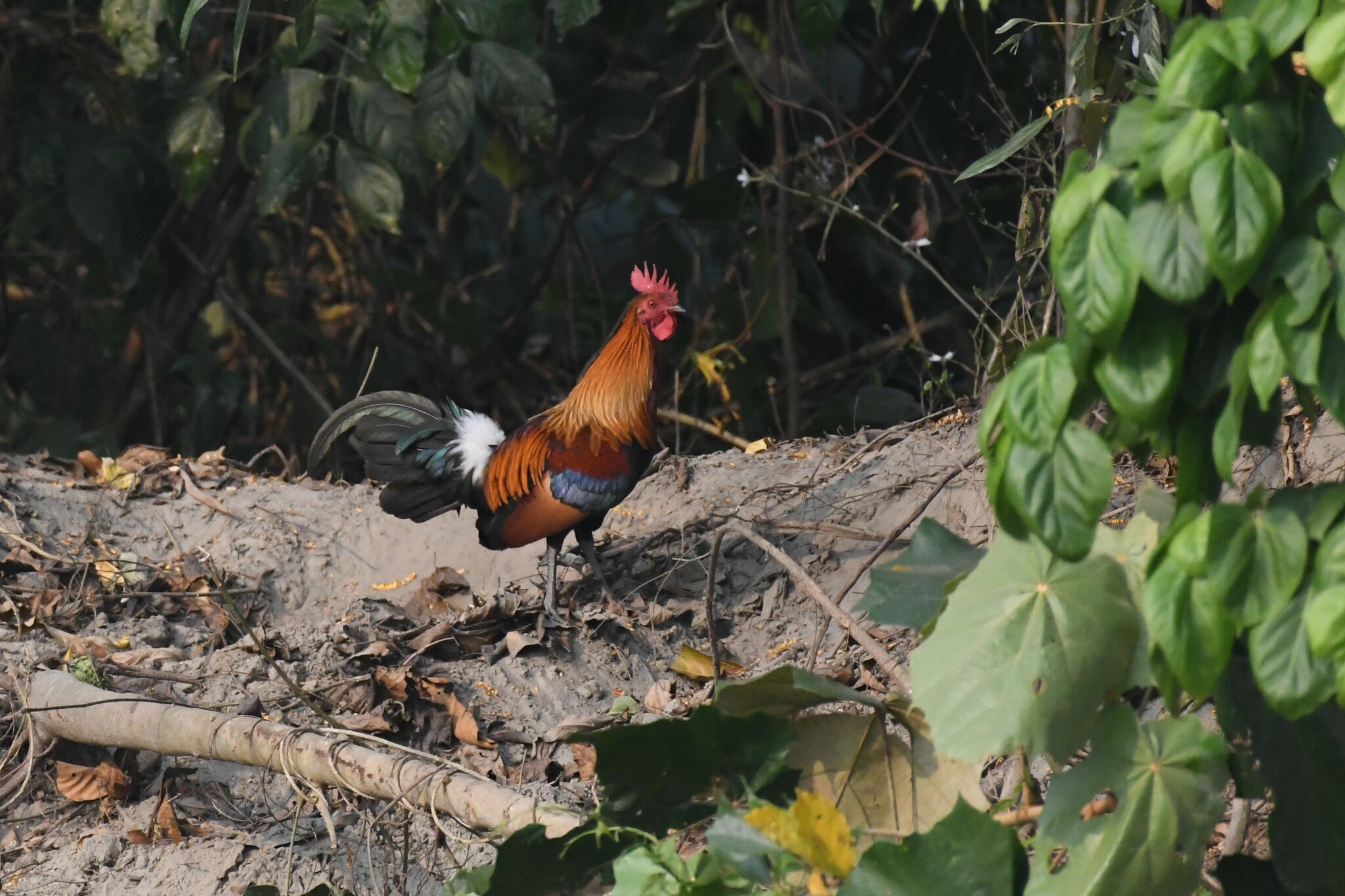 Red Junglefowl