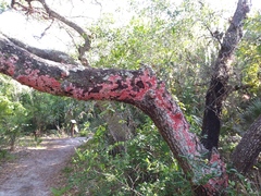 Herpothallon rubrocinctum