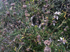 Salvia brandegeei