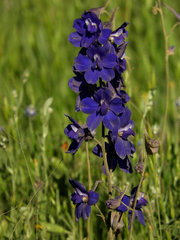 Delphinium variegatum