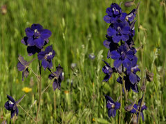 Delphinium variegatum