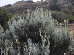 Castilleja hololeuca