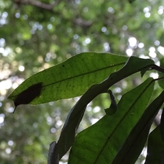 Aextoxicon punctatum