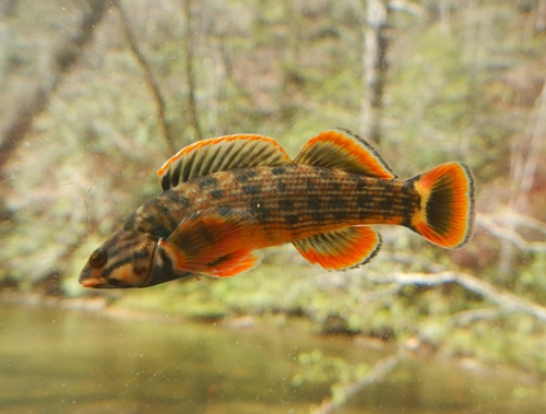 Etheostoma rufilineatum (Cope, 1870)