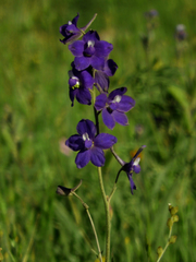Delphinium variegatum