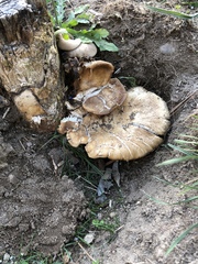 Agaricales