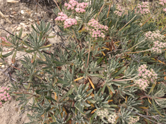 Eriogonum arborescens