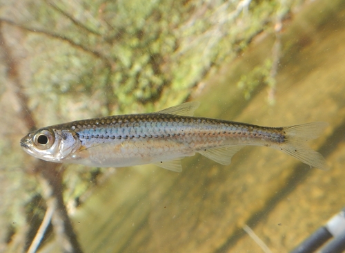 Telescope shiner (Notropis telescopus) — Cyprinidae — 5