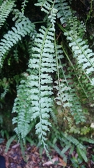 Asplenium gueinzianum