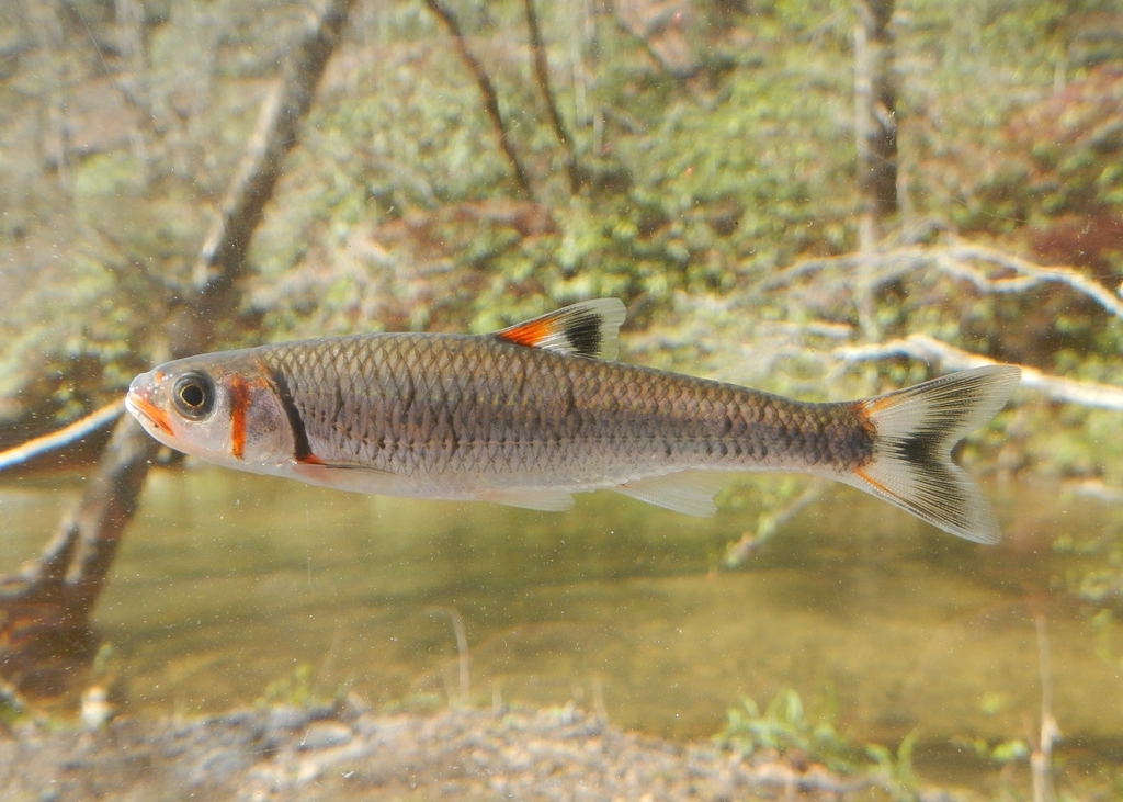 Warpaint shiner (Luxilus coccogenis) — Cyprinidae