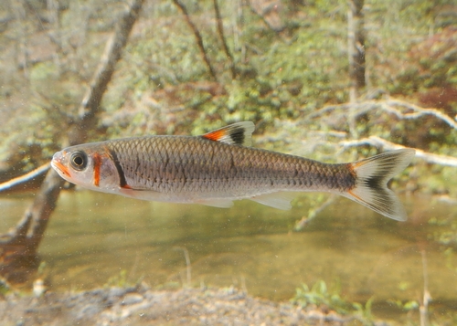 Warpaint shiner (Luxilus coccogenis) — Cyprinidae