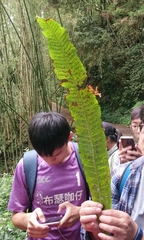 Microsorum membranaceum