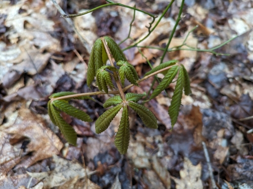 Image of Aesculus flava by (c) Harold Smith, some rights reserved (CC BY)