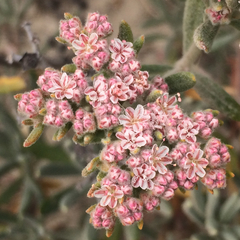 Eriogonum arborescens