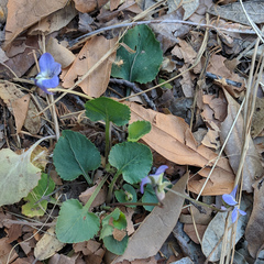 Viola nephrophylla