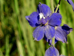 Delphinium variegatum