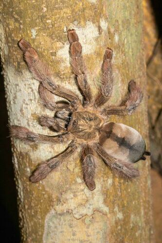 Psalmopoeus pulcher Petrunkevitch, 1925