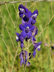 Delphinium variegatum