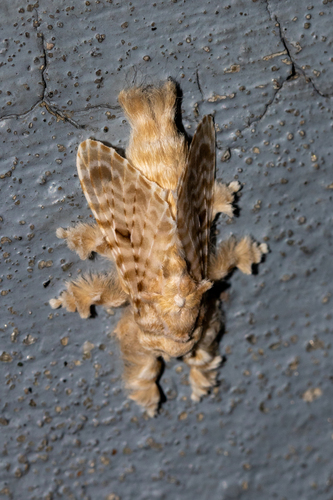 Tytocha crassilinea