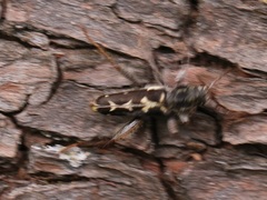 Neoclytus conjunctus