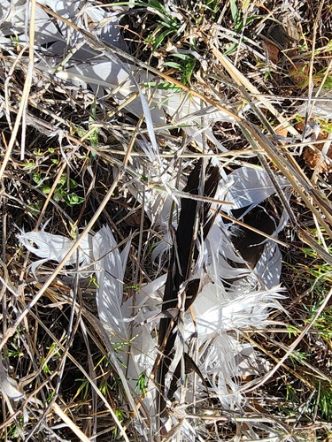 Plume de Oie des neiges