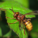 Hornet-mimic Thick-headed Fly - Photo (c) Dorine Post, some rights reserved (CC BY-NC), uploaded by Dorine Post