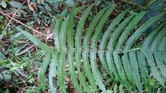 Pseudocyclosorus esquirolii