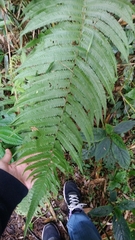 Pseudocyclosorus esquirolii