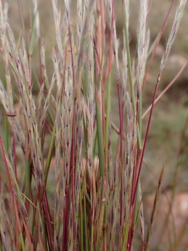 Silky Autumn Grass (Schizachyrium jeffreysii)